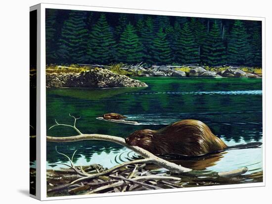 Lowland Beaver-Fred Ludekens-Stretched Canvas