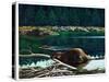 Lowland Beaver-Fred Ludekens-Stretched Canvas