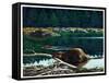 Lowland Beaver-Fred Ludekens-Framed Stretched Canvas