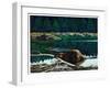 Lowland Beaver-Fred Ludekens-Framed Giclee Print