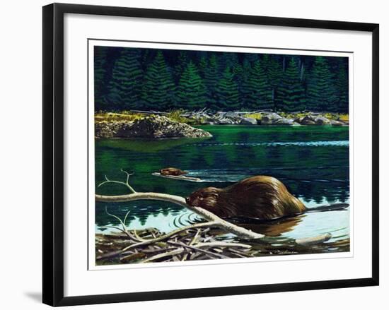 Lowland Beaver-Fred Ludekens-Framed Giclee Print