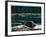 Lowland Beaver-Fred Ludekens-Framed Giclee Print