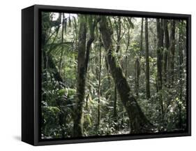 Lowland Dipterocarp Forest, Kota Kinabalu National Park, Sabah, Malaysia, Island of Borneo-Jane Sweeney-Framed Stretched Canvas