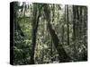 Lowland Dipterocarp Forest, Kota Kinabalu National Park, Sabah, Malaysia, Island of Borneo-Jane Sweeney-Stretched Canvas