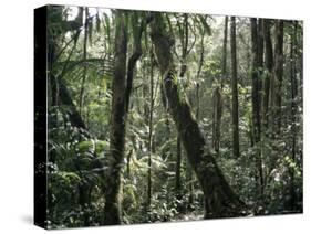 Lowland Dipterocarp Forest, Kota Kinabalu National Park, Sabah, Malaysia, Island of Borneo-Jane Sweeney-Stretched Canvas