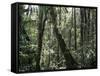 Lowland Dipterocarp Forest, Kota Kinabalu National Park, Sabah, Malaysia, Island of Borneo-Jane Sweeney-Framed Stretched Canvas