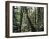 Lowland Dipterocarp Forest, Kota Kinabalu National Park, Sabah, Malaysia, Island of Borneo-Jane Sweeney-Framed Photographic Print