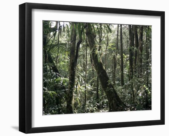 Lowland Dipterocarp Forest, Kota Kinabalu National Park, Sabah, Malaysia, Island of Borneo-Jane Sweeney-Framed Photographic Print