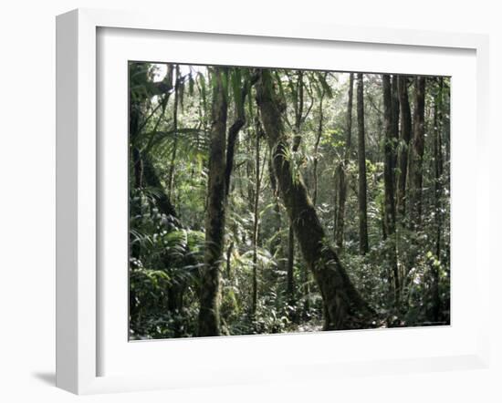 Lowland Dipterocarp Forest, Kota Kinabalu National Park, Sabah, Malaysia, Island of Borneo-Jane Sweeney-Framed Photographic Print