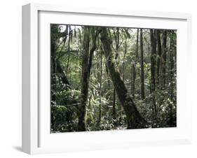 Lowland Dipterocarp Forest, Kota Kinabalu National Park, Sabah, Malaysia, Island of Borneo-Jane Sweeney-Framed Photographic Print