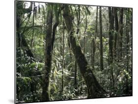 Lowland Dipterocarp Forest, Kota Kinabalu National Park, Sabah, Malaysia, Island of Borneo-Jane Sweeney-Mounted Photographic Print
