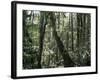 Lowland Dipterocarp Forest, Kota Kinabalu National Park, Sabah, Malaysia, Island of Borneo-Jane Sweeney-Framed Photographic Print