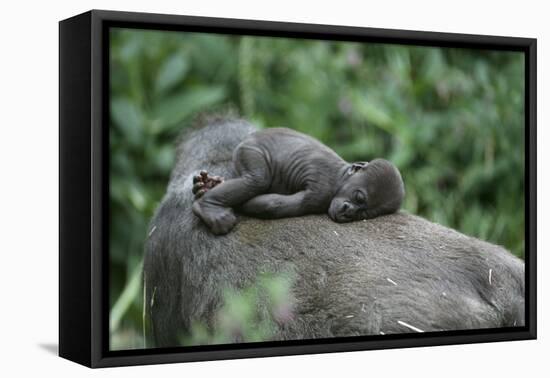 Lowland Gorilla Baby on Mothers Back-null-Framed Stretched Canvas