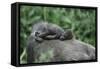 Lowland Gorilla Baby on Mothers Back-null-Framed Stretched Canvas