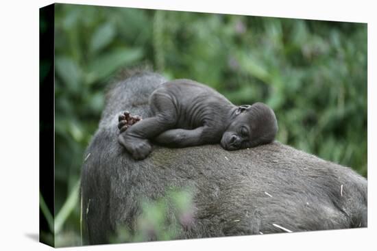 Lowland Gorilla Baby on Mothers Back-null-Stretched Canvas