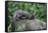 Lowland Gorilla Baby on Mothers Back-null-Framed Stretched Canvas