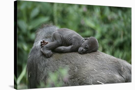Lowland Gorilla Baby on Mothers Back-null-Stretched Canvas