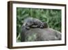 Lowland Gorilla Baby on Mothers Back-null-Framed Photographic Print