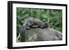 Lowland Gorilla Baby on Mothers Back-null-Framed Photographic Print