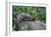 Lowland Gorilla Baby on Mothers Back-null-Framed Photographic Print