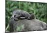 Lowland Gorilla Baby on Mothers Back-null-Mounted Photographic Print