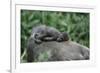 Lowland Gorilla Baby on Mothers Back-null-Framed Photographic Print