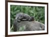 Lowland Gorilla Baby on Mothers Back-null-Framed Photographic Print