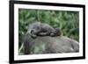 Lowland Gorilla Baby on Mothers Back-null-Framed Photographic Print