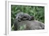 Lowland Gorilla Baby on Mothers Back-null-Framed Photographic Print