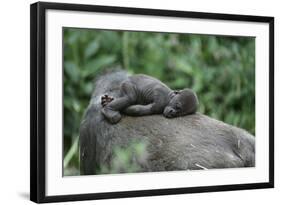Lowland Gorilla Baby on Mothers Back-null-Framed Photographic Print