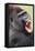 Lowland Gorilla Close-Up of Head, Threatening Display-null-Framed Stretched Canvas