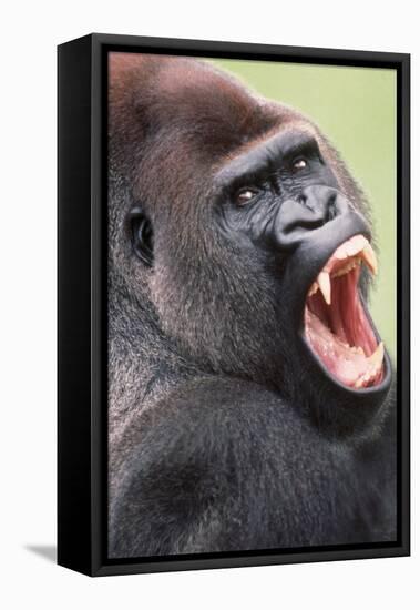 Lowland Gorilla Close-Up of Head, Threatening Display-null-Framed Stretched Canvas
