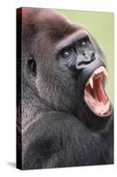 Lowland Gorilla Close-Up of Head, Threatening Display-null-Stretched Canvas