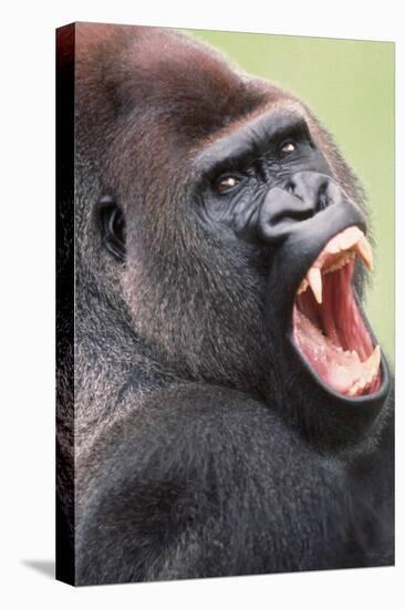 Lowland Gorilla Close-Up of Head, Threatening Display-null-Stretched Canvas