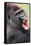 Lowland Gorilla Close-Up of Head, Threatening Display-null-Framed Stretched Canvas