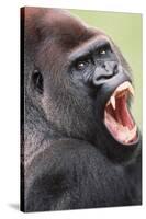 Lowland Gorilla Close-Up of Head, Threatening Display-null-Stretched Canvas