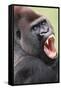 Lowland Gorilla Close-Up of Head, Threatening Display-null-Framed Stretched Canvas