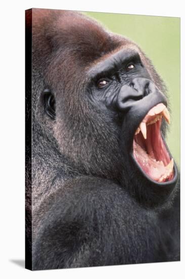 Lowland Gorilla Close-Up of Head, Threatening Display-null-Stretched Canvas