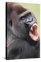 Lowland Gorilla Close-Up of Head, Threatening Display-null-Stretched Canvas