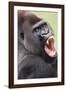 Lowland Gorilla Close-Up of Head, Threatening Display-null-Framed Photographic Print