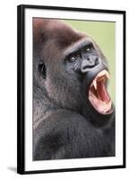 Lowland Gorilla Close-Up of Head, Threatening Display-null-Framed Photographic Print