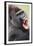 Lowland Gorilla Close-Up of Head, Threatening Display-null-Framed Photographic Print