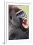 Lowland Gorilla Close-Up of Head, Threatening Display-null-Framed Photographic Print