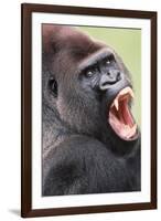 Lowland Gorilla Close-Up of Head, Threatening Display-null-Framed Photographic Print