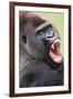 Lowland Gorilla Close-Up of Head, Threatening Display-null-Framed Photographic Print