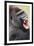 Lowland Gorilla Close-Up of Head, Threatening Display-null-Framed Photographic Print