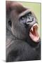 Lowland Gorilla Close-Up of Head, Threatening Display-null-Mounted Photographic Print