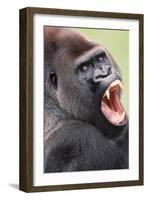 Lowland Gorilla Close-Up of Head, Threatening Display-null-Framed Photographic Print