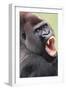 Lowland Gorilla Close-Up of Head, Threatening Display-null-Framed Photographic Print