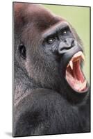 Lowland Gorilla Close-Up of Head, Threatening Display-null-Mounted Photographic Print